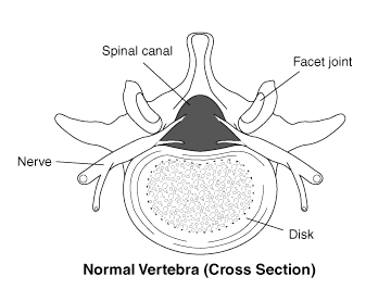 Normal spinal canal Normal spinal canal